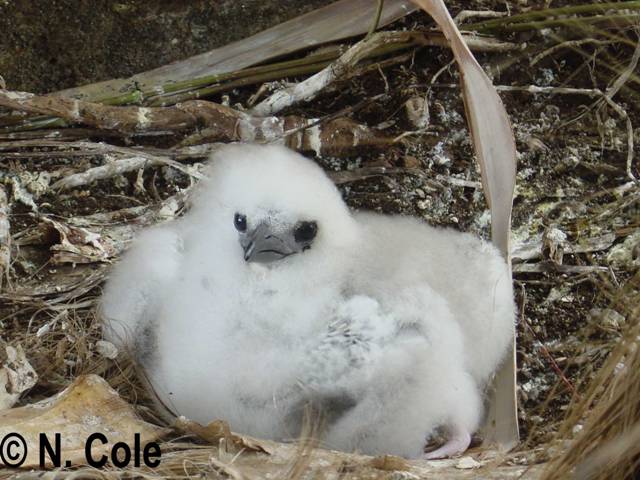 Red-tailed  Tropicbird chick